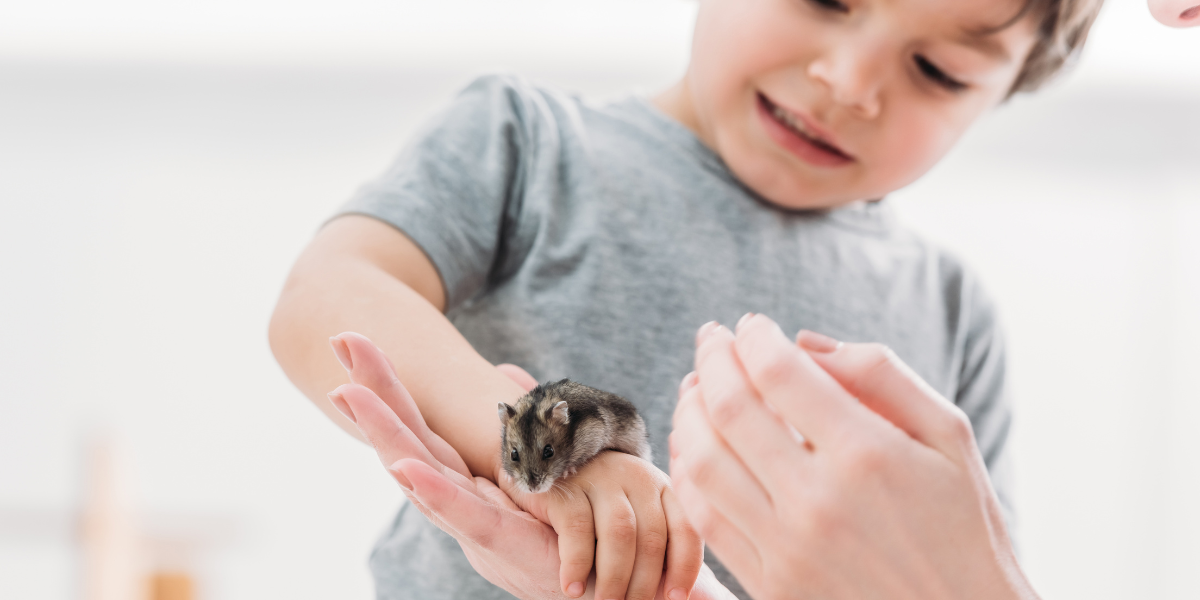 20-raisons-de-preferer-ton-hamster-a-un-enfant