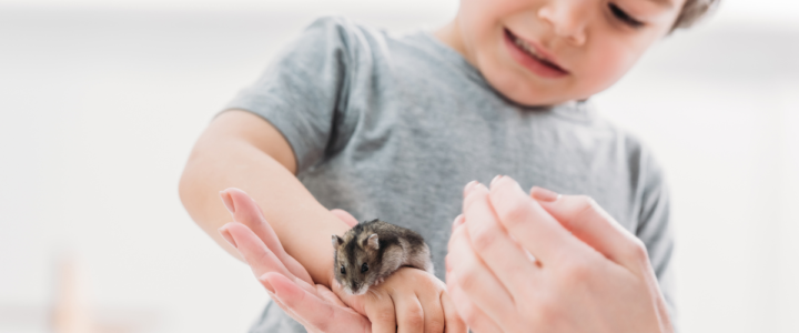 20-raisons-de-preferer-ton-hamster-a-un-enfant